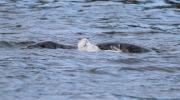 A seal tangled with plastic near Rathlin Island