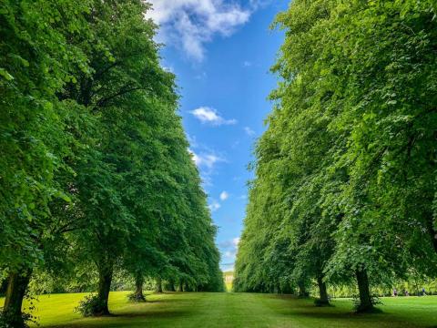 Trees in Stormont Estate (photo by Joel Nevius on Unsplash)