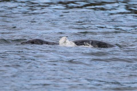 A seal tangled with plastic near Rathlin Island