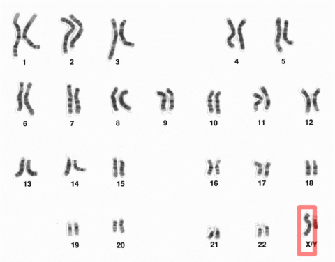 X Chromosomes (per Wikipedia)