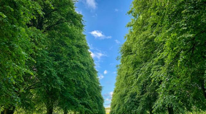 Trees in Stormont Estate (photo by Joel Nevius on Unsplash)