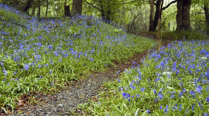 Prehen Wood on he outskirts of Derry is one of our last ancient woodlands: Picture Simon Brown