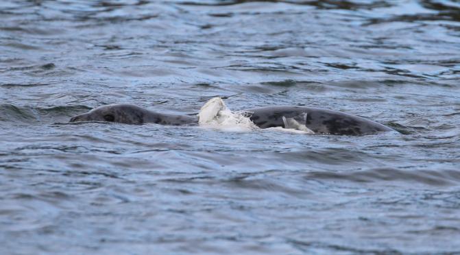 A seal tangled with plastic near Rathlin Island