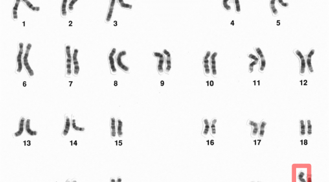 X Chromosomes (per Wikipedia)